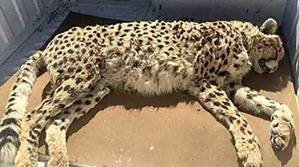 حادثه تلخ برای یوزپلنگ ایرانی در جاده مشهد + عکس 