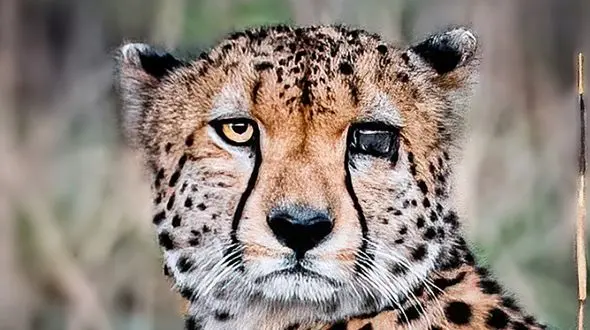 عکس های تلخ از یوزپلنگ نابینا 