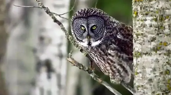  جغد شکارچی شاهین را خورد + فیلم حیرت انگیز