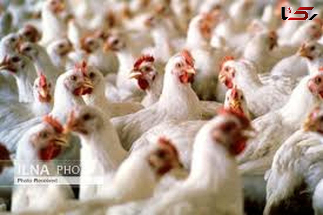 گیلان دومین تولید کننده مرغ مادر گوشتی کشور