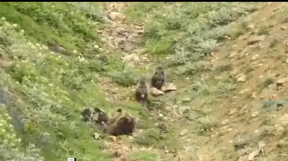 فیلم بازیگوشی ۳ توله خرس به همراه مادرشان در ارتفاعات البرز ببینید