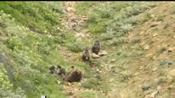فیلم بازیگوشی ۳ توله خرس به همراه مادرشان در ارتفاعات البرز ببینید