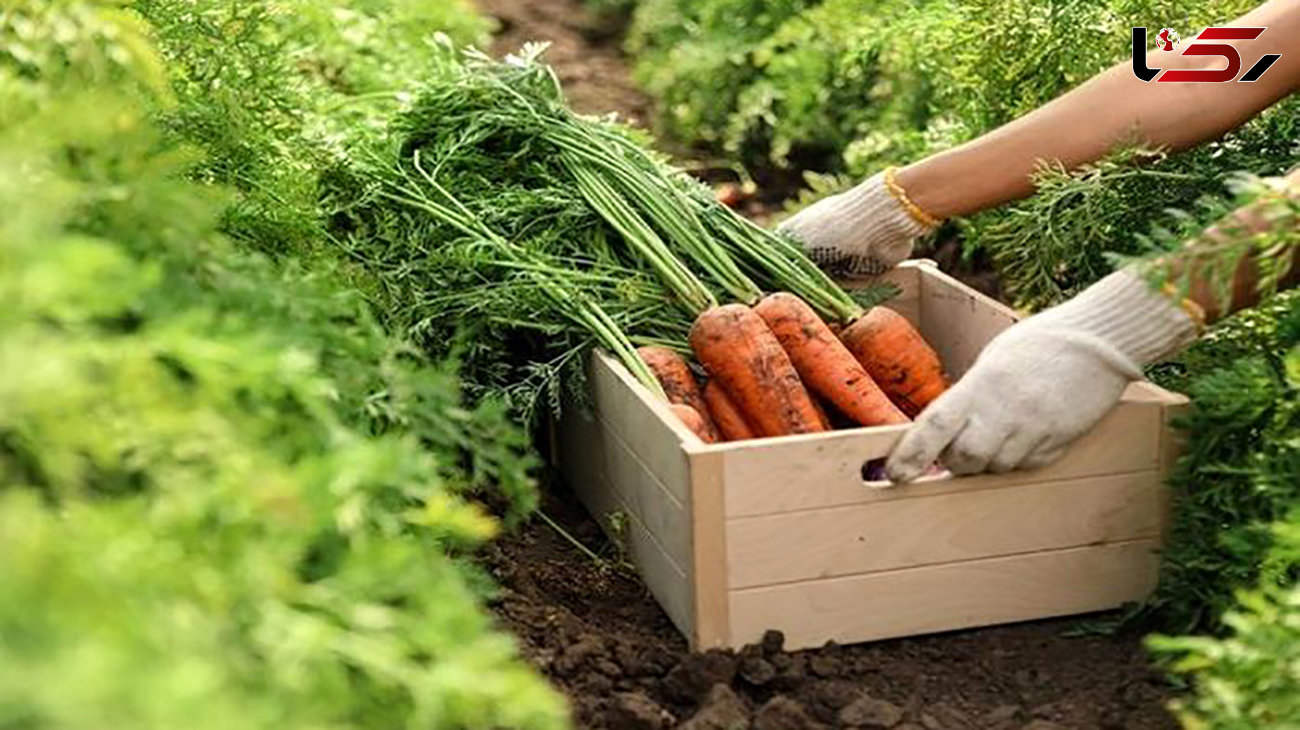 هویج هم گران شد / افزایش قیمت بذر هویج آمریکایی علت گرانی 