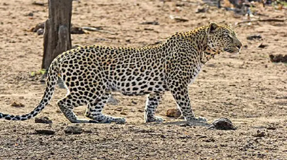 حمله پلنگ به گله گوسفندان در بجنورد / تلف شدن 3 راس گوسفند