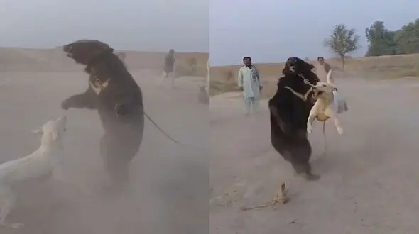 فیلم نبرد تلخ سگ و خرس  برای تفریح مردم به روش خروس جنگی/ حیوان آزاری به خاطر فقر 