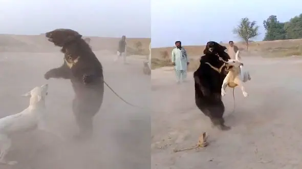 فیلم نبرد سگ و خرس / حیوان آزاری به خاطر فقر 