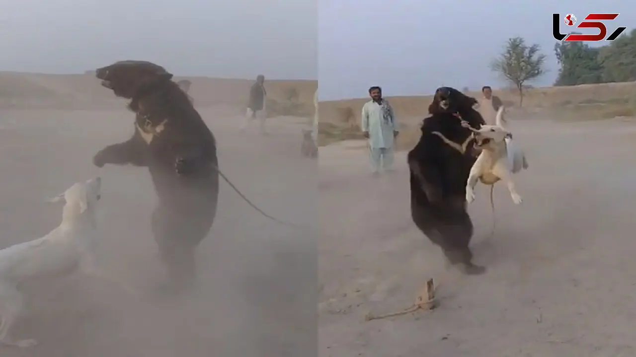 فیلم نبرد تلخ سگ و خرس  برای تفریح مردم به روش خروس جنگی/ حیوان آزاری به خاطر فقر 