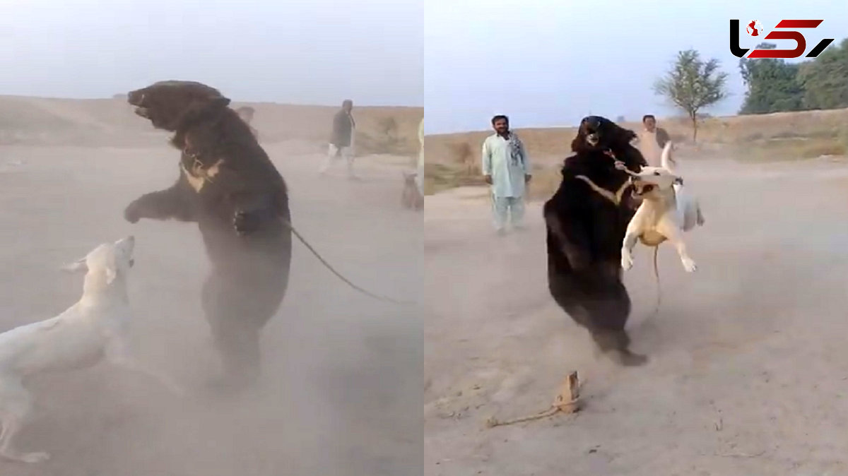 فیلم نبرد سگ و خرس / حیوان آزاری به خاطر فقر 