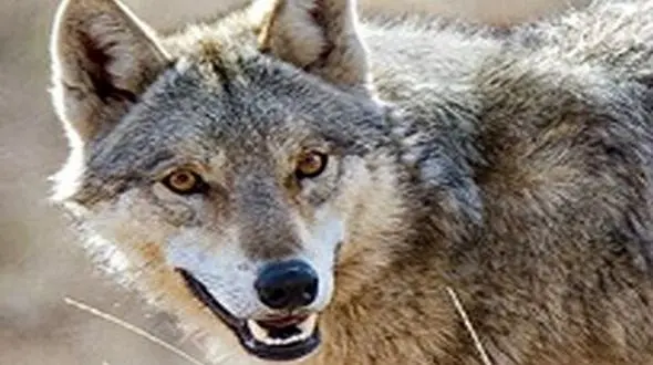 حمله خونین گرگ گرسنه به 2 هشترودی / همه وحشت کردند