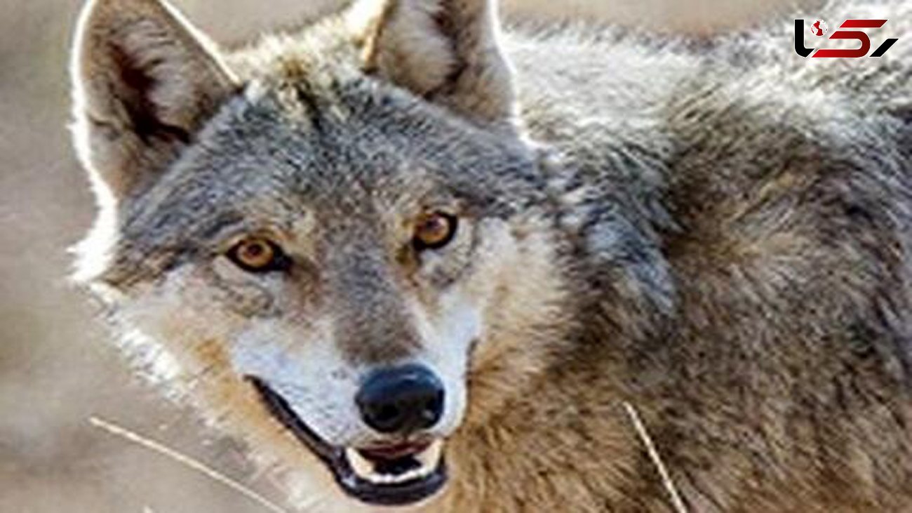 حمله ترسناک گرگ های گرسنه به نائین ! / همه ترسیده اند