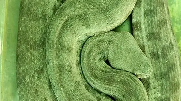 وحشت از جولان مار افعی به منطقه مسکونی در خرم‌آباد 
