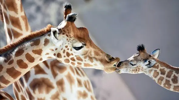 فیلم/ نادرترین زرافه جهان متولد شد 