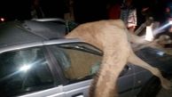 عکس دلخراش / تصادف مرگبار پژو با شتر در جاده ایرانشهر 