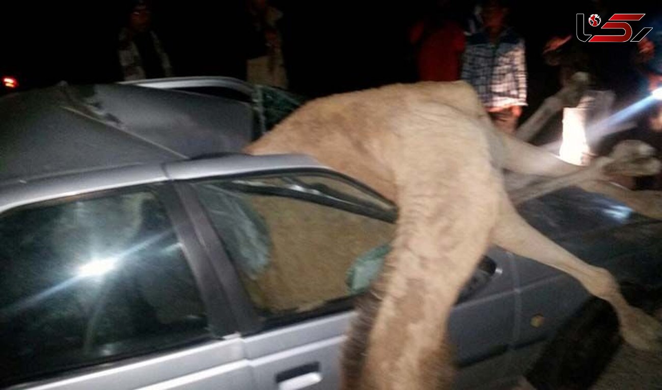عکس دلخراش / تصادف مرگبار پژو با شتر در جاده ایرانشهر 