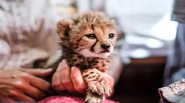 آخرین وضعیت "پیروز" تنها پسر باقیمانده "ایران" / توله یوزپلنگ ایرانی به مرحله مرغ خوردن رسید 