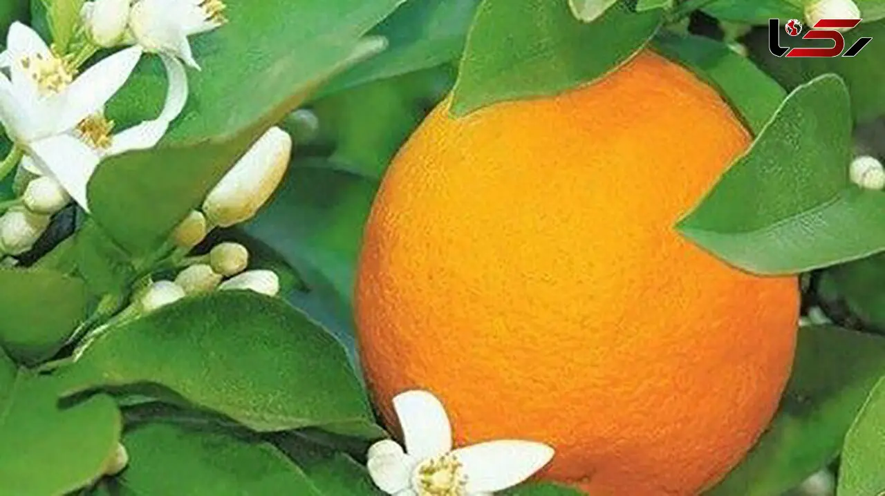 با پوست نارنج خستگی را رفع کنید