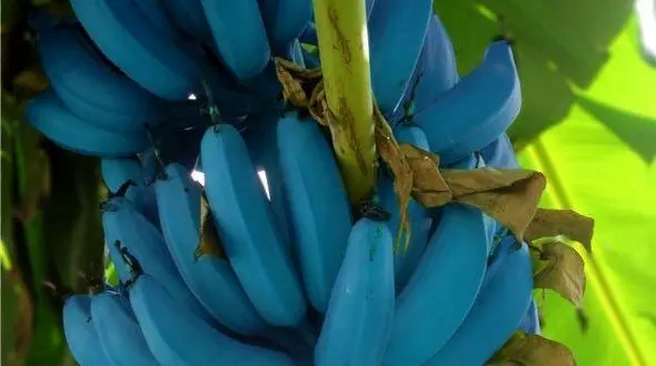 موز آبی رنگ
