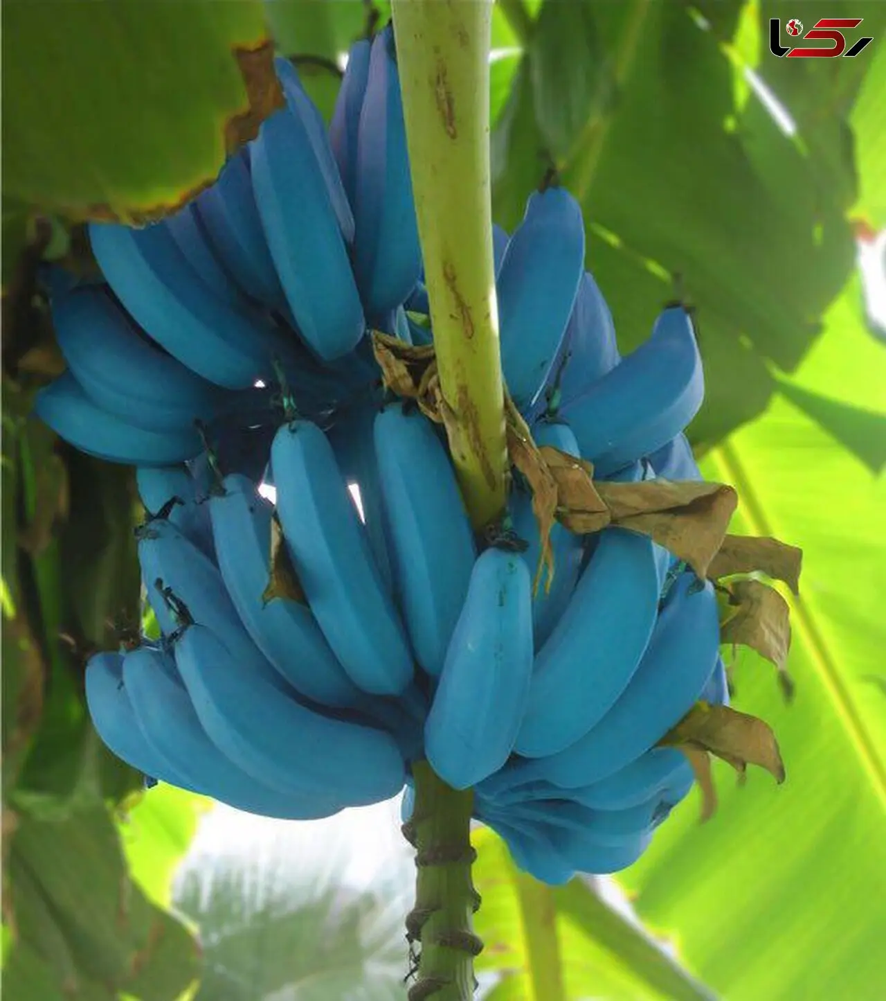 موز آبی رنگ
