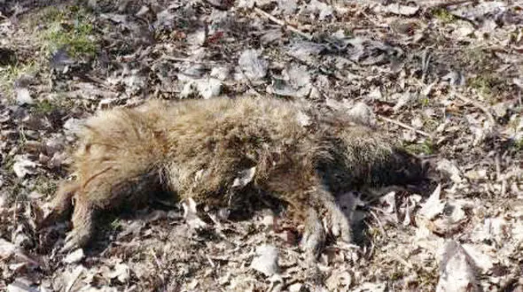 مرگ مرموز و دسته جمعی گرازهای جنگل پره سر 