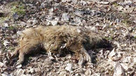 مرگ مرموز و دسته جمعی گرازهای جنگل پره سر 