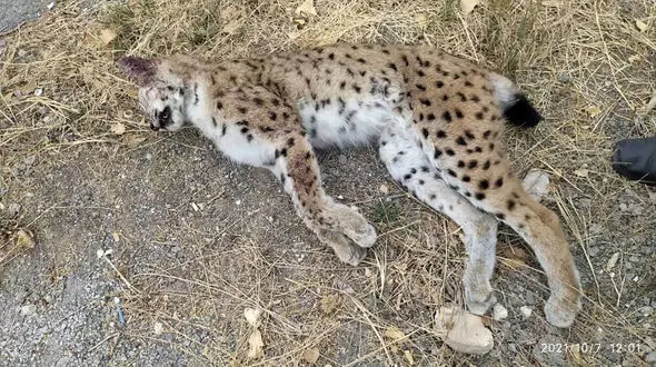 کشف لاشه یک قلاده سیاه گوش در خلخال  + عکس دردناک 