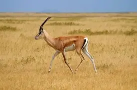 فیلم از زیبایی دنیای حیوانات در حیات وحش