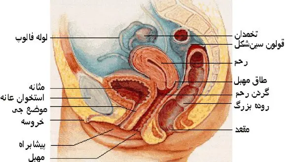 آیا عمل زیبایی واژن عوارض دارد؟