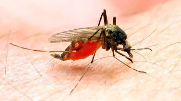 خطرناک‌ ترین نیش حشرات: این 7 حشره سلامت شما را تهدید می‌ کند