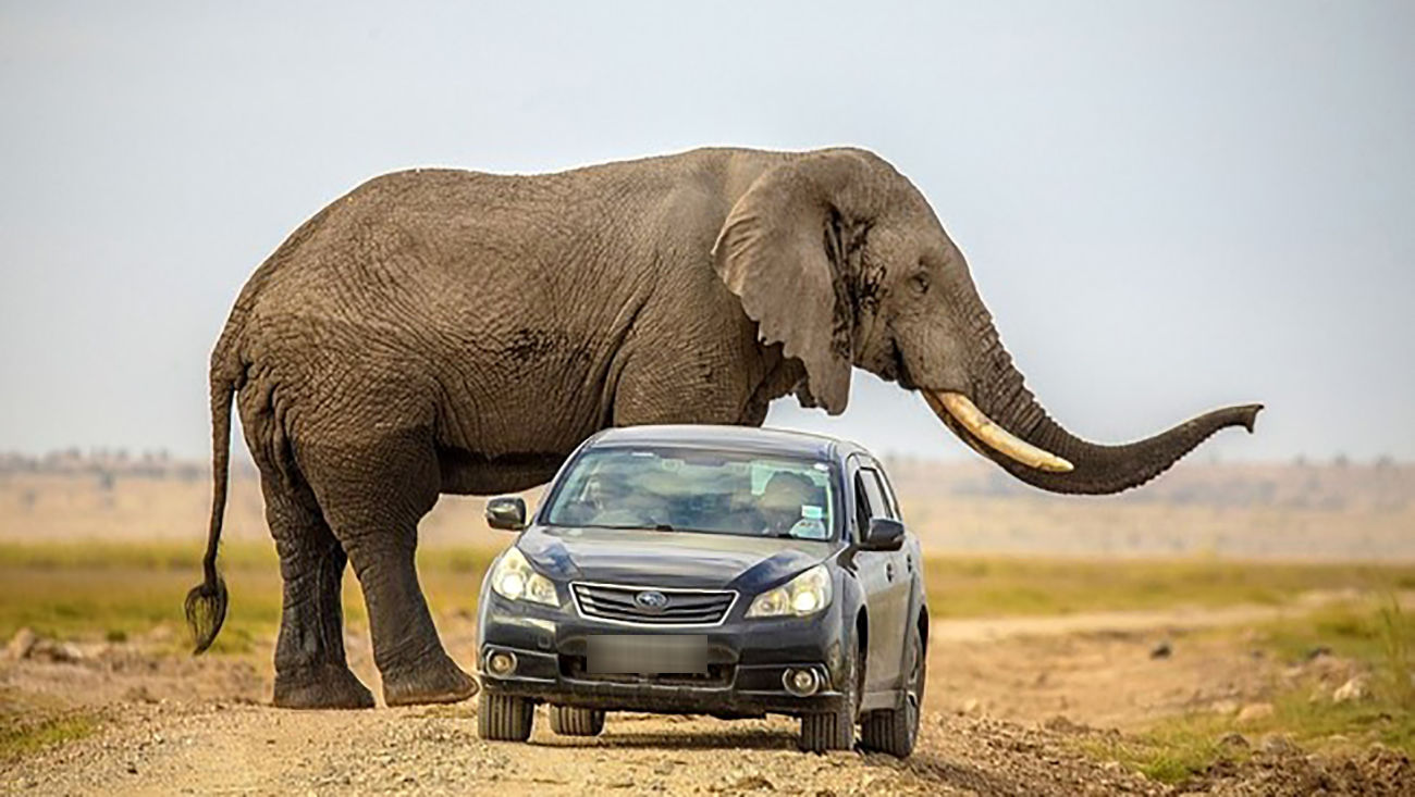 ببینید/ حمله وحشتناک یک فیل غول پیکر به چند خودرو در جاده ای جنگلی!  + فیلم