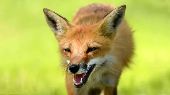 عکس/ روباه‌های بازیگوش‎