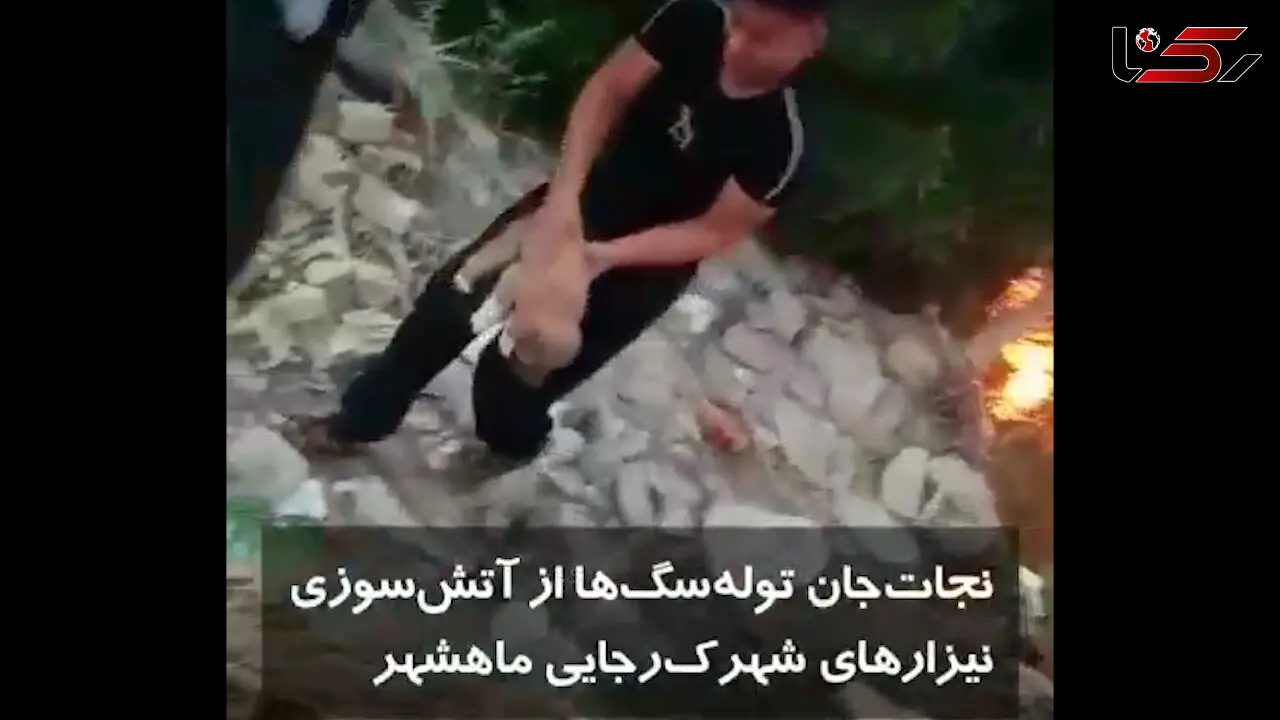 نجات توله سگ ها از بین شعله های آتش در ماهشهر + فیلم