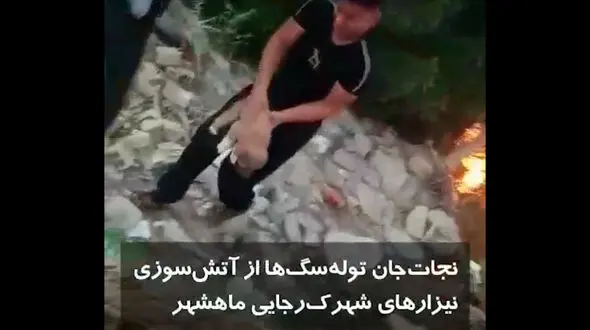 نجات توله سگ ها از بین شعله های آتش در ماهشهر + فیلم