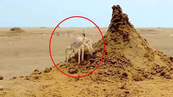 خرچنگ شبح چیست؟ + فیلم