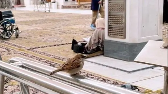 عکس ناب از گنجشک های حرم علوی که قلب ها را تسخیر می کند