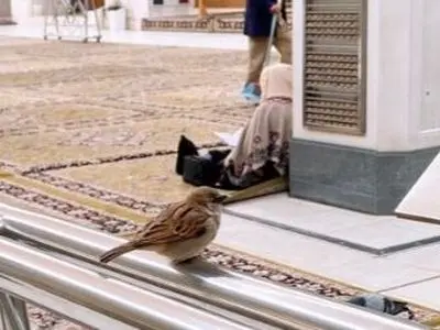 عکس ناب از گنجشک های حرم علوی که قلب ها را تسخیر می کند