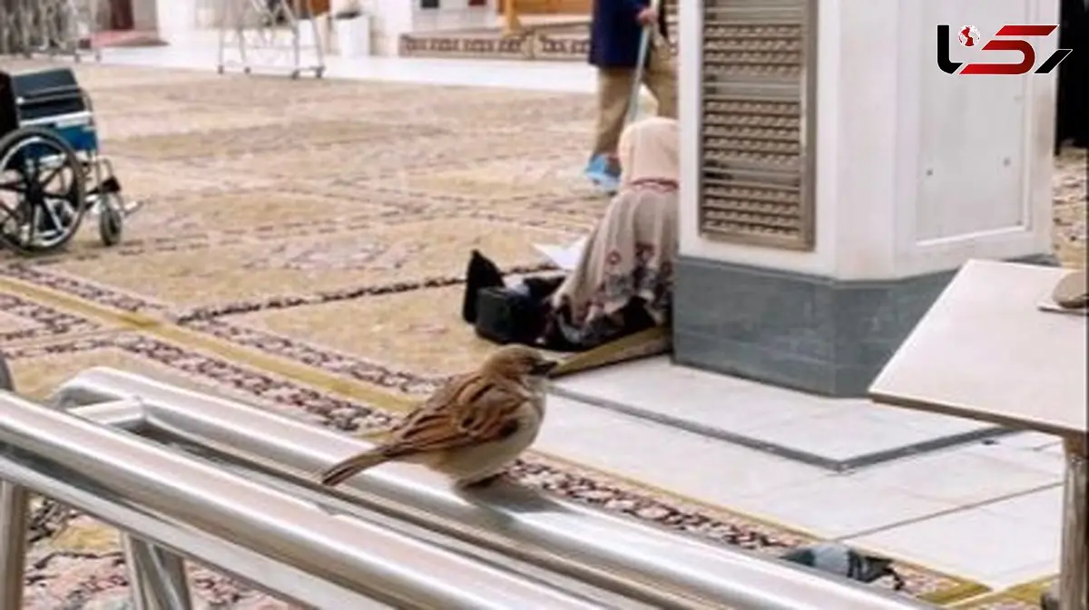 عکس ناب از گنجشک های حرم علوی که قلب ها را تسخیر می کند