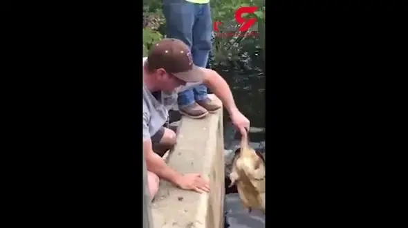  عاقبت بوسیدن لاک‌پشت گازگیر! + فیلم