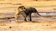 حمله شیرهای نر و ماده به یک بچه فیل / فیلم