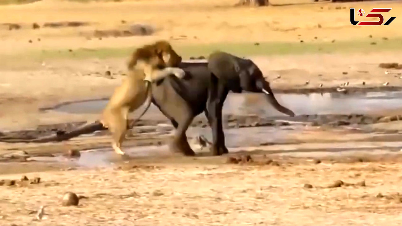 حمله شیرهای نر و ماده به یک بچه فیل / فیلم