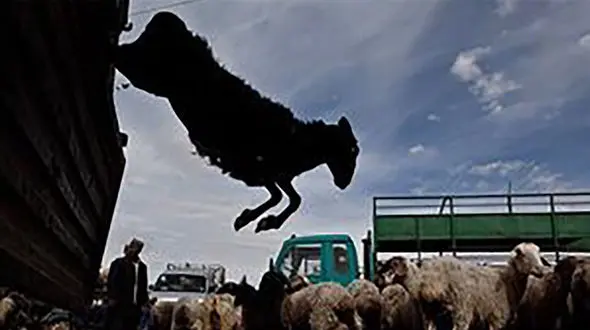 سربازان گمنام امام زمان (ع) بزرگ‌ترین ‌باند قاچاق سازمان‌یافته را منهدم کردند