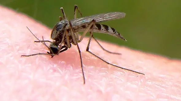 نقش ویروس ها در جذب پشه ها به سمت انسان