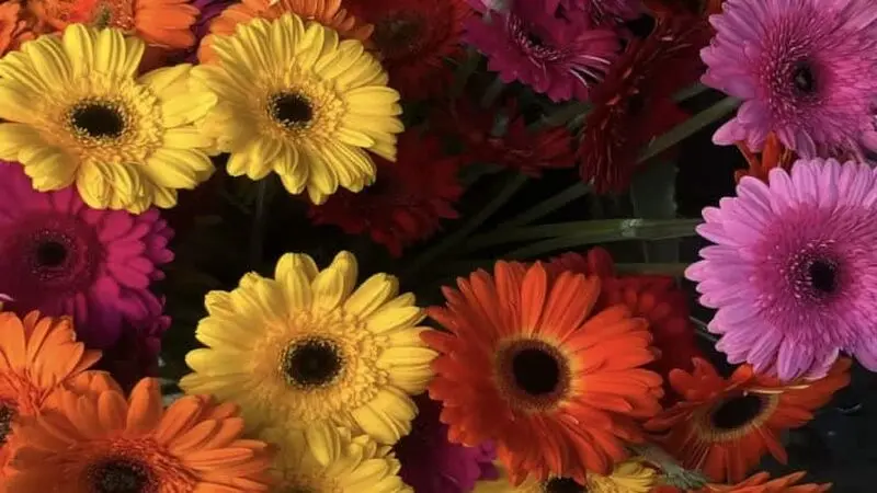 گل ژربرا (Gerbera)