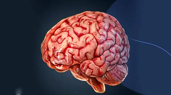 25 حقیقت مغزی که فکرش را هم نمی کنید!