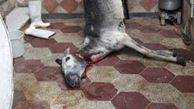 خبر تهوع آور / توزیع گوشت الاغ به جای گوشت برزیلی در گرگان توسط یک کبابی + عکس 