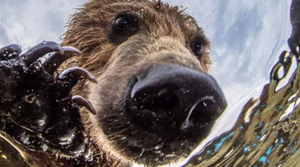 بازی دیدنی یک خرس با دوربین+تصاویر