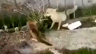 لحظه شکار گربه احمق توسط روباه + فیلم