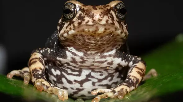 Newly identified species of Tanzanian tree toad leapfrog the tadpole stage and give birth to toadlets 