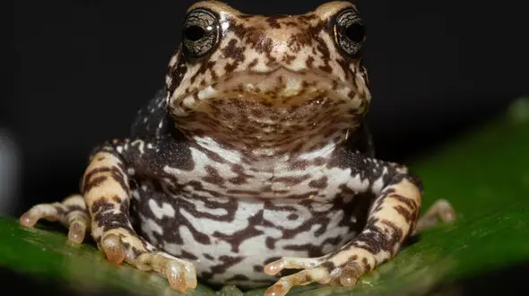 Newly identified species of Tanzanian tree toad leapfrog the tadpole stage and give birth to toadlets 