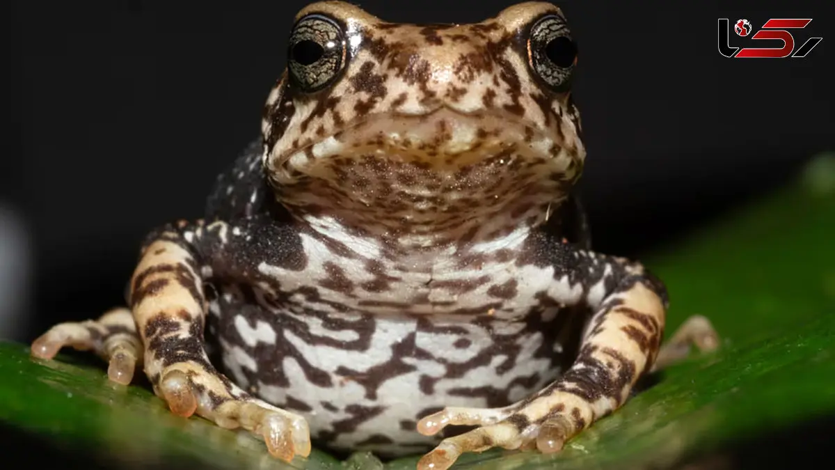 Newly identified species of Tanzanian tree toad leapfrog the tadpole stage and give birth to toadlets 