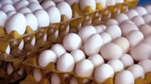 قیمت تخم مرغ ۵۰۰ تومان افزایش یافت